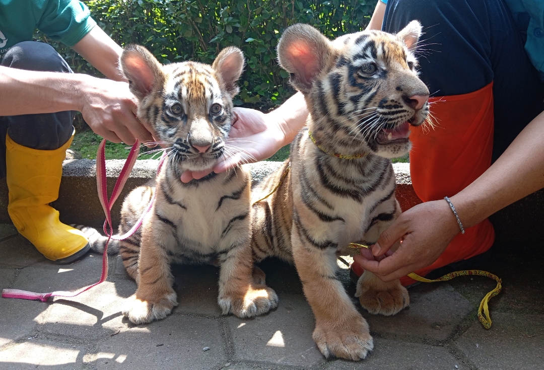 Dua Harimau Benggala Koleksi Kebun Binatang Mati, DPRD Kota Bandung Desak Evaluasi Menyeluruh